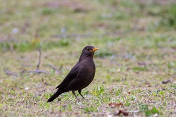 Chinese Blackbird 長崎市野母崎 Wed, 3/30/2016