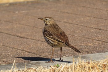 2023年2月21日(火) 狭山湖の野鳥観察記録