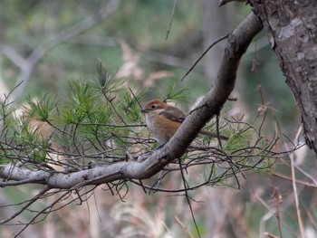 Fri, 2/24/2023 Birding report at 横浜市立金沢自然公園