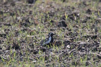 Pacific Golden Plover Teganuma Sat, 4/28/2018