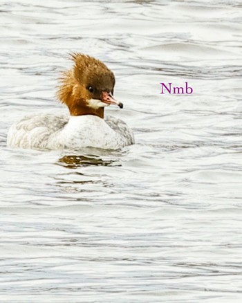 Common Merganser Unknown Spots Unknown Date