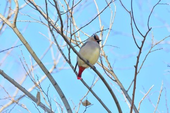 Japanese Waxwing Unknown Spots Fri, 2/24/2023