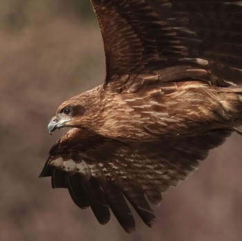 トビ 東京港野鳥公園 2023年2月23日(木)