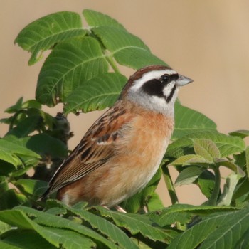 Meadow Bunting Teganuma Sat, 4/21/2018