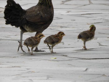 2023年2月22日(水) シンガポール植物園の野鳥観察記録