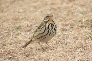 2023年2月24日(金) 光が丘公園の野鳥観察記録