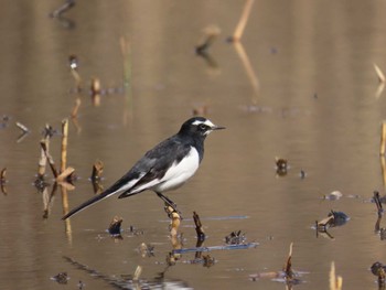 Japanese Wagtail Kitamoto Nature Observation Park Thu, 2/23/2023