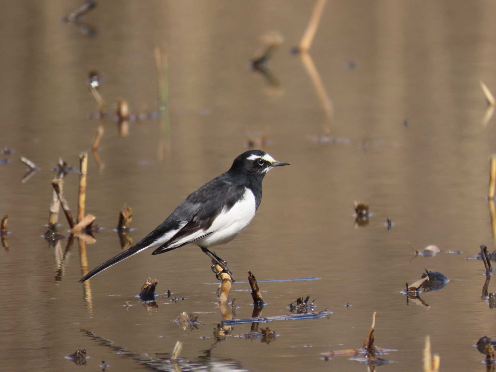 Japanese Wagtail