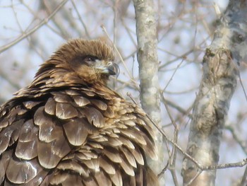 トビ 大沼公園(北海道七飯町) 2023年2月21日(火)