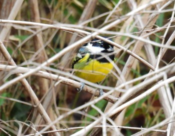 Yellow-bellied Tit 大宮八幡宮 Sun, 2/19/2023