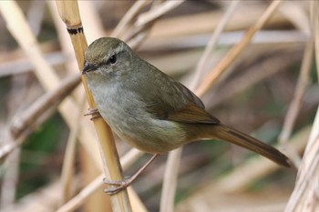 ウグイス 東京港野鳥公園 2023年2月23日(木)