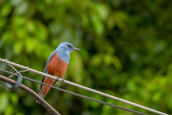 Blue Rock Thrush 兵庫県神戸市兵庫区 Sun, 4/22/2018