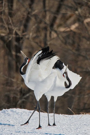 Red-crowned Crane 鶴居村 Sat, 2/18/2023