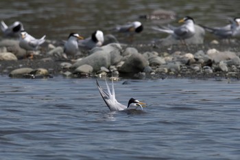 Little Tern 神奈川県 Mon, 4/30/2018