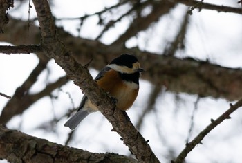 ヤマガラ 北大研究林(北海道大学苫小牧研究林) 2023年2月18日(土)