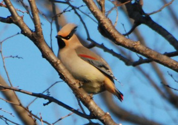 Japanese Waxwing Higashitakane Forest park Thu, 2/23/2023