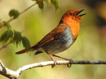 2018年4月28日(土) 八岳ノ滝の野鳥観察記録