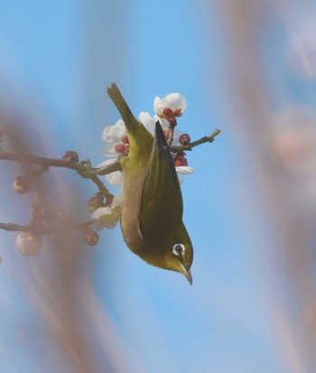 Warbling White-eye 羽根木公園 Thu, 2/23/2023