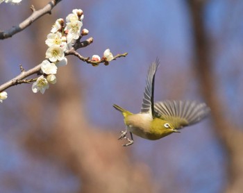 Warbling White-eye 羽根木公園 Thu, 2/23/2023