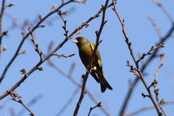 Grey-capped Greenfinch 東京都 Sat, 2/18/2023