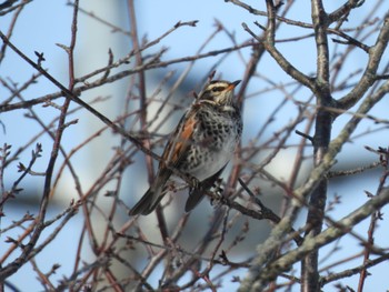 Dusky Thrush 釧路市 Wed, 2/22/2023