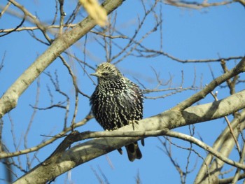 2020年12月19日(土) 愛知県愛西市立田町の野鳥観察記録