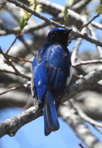 2018年4月28日(土) 八千穂高原自然園の野鳥観察記録