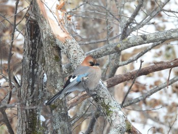 Eurasian Jay(brandtii) 中標津町 Thu, 2/23/2023