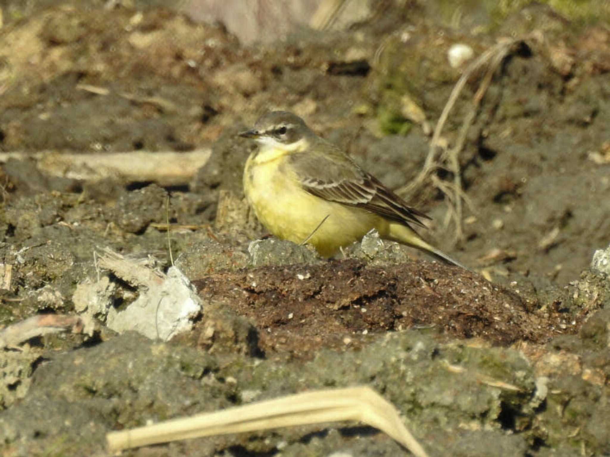 Eastern Yellow Wagtail(simillima)