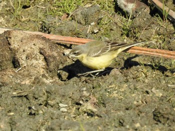 Eastern Yellow Wagtail(simillima) 愛知県愛西市立田町 Sun, 1/10/2021