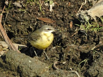 Eastern Yellow Wagtail(simillima) 愛知県愛西市立田町 Sun, 1/10/2021