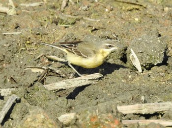 Eastern Yellow Wagtail(simillima) 愛知県愛西市立田町 Sun, 1/10/2021