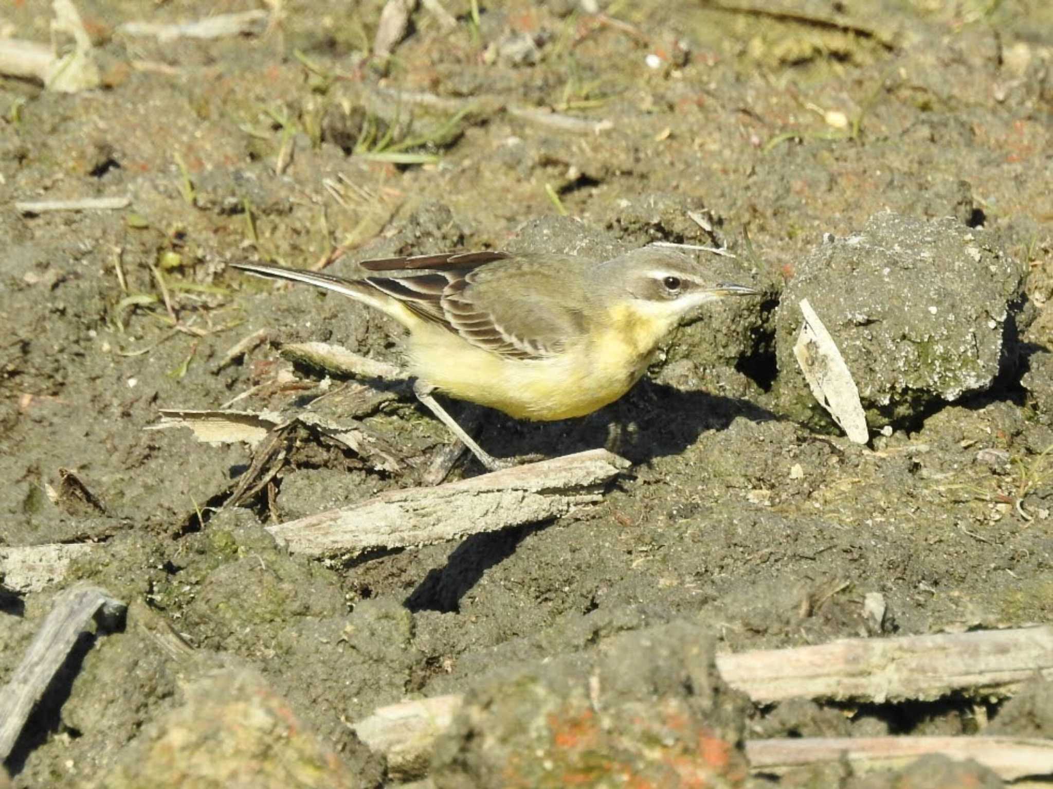 Eastern Yellow Wagtail(simillima)