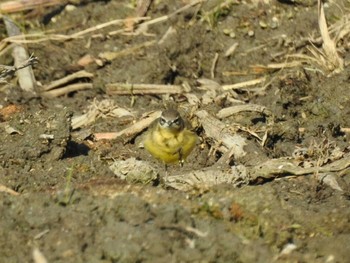 Eastern Yellow Wagtail(simillima) 愛知県愛西市立田町 Sun, 1/10/2021