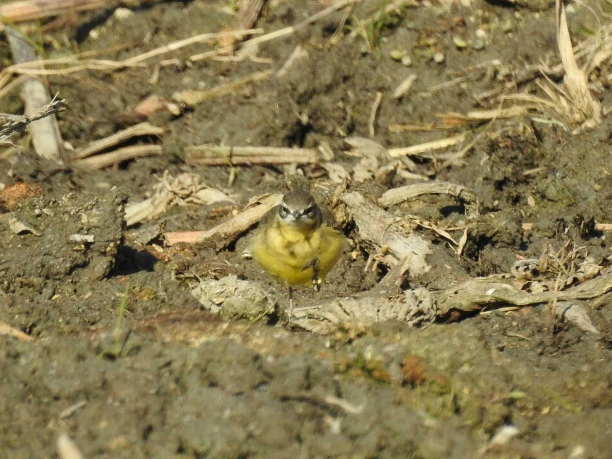 マミジロツメナガセキレイ