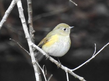 Mon, 1/11/2021 Birding report at 各務野自然遺産の森