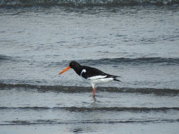 Eurasian Oystercatcher 三重県松阪市 Sun, 1/31/2021