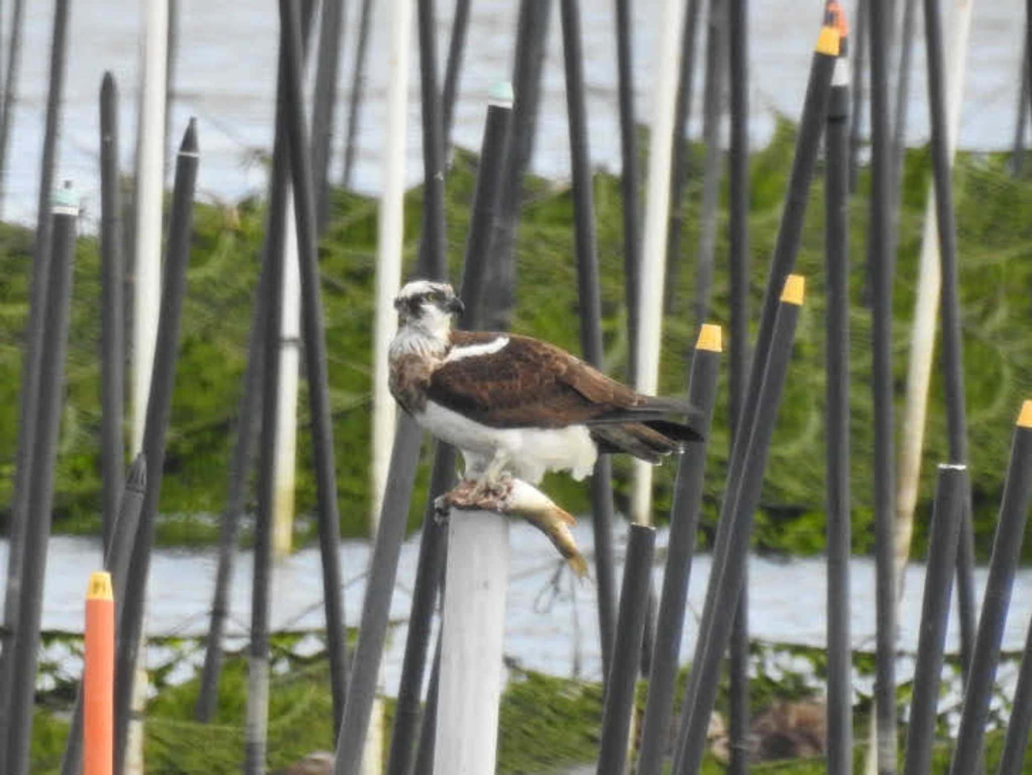 三重県松阪市 ミサゴの写真 by どらお