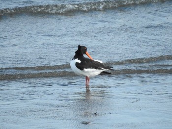 Eurasian Oystercatcher 三重県松阪市 Sun, 1/31/2021