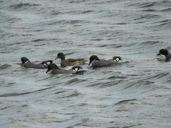 Falcated Duck 三重県松阪市 Sun, 1/31/2021