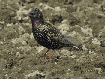 2021年2月7日(日) 愛知県愛西市立田町の野鳥観察記録