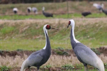 White-naped Crane Izumi Crane Observation Center Fri, 2/17/2023