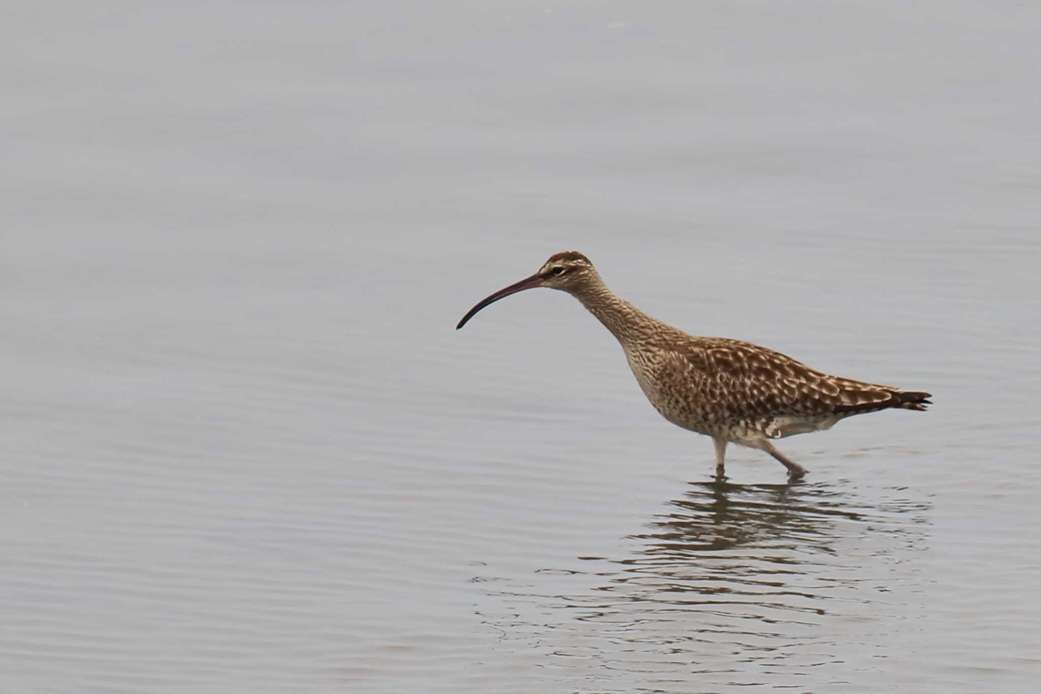 Photo of Eurasian Whimbrel at 三重県 by アカウント695