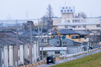 コミミズク 江戸川 2023年2月24日(金)