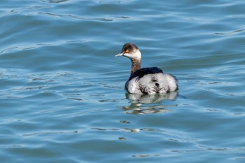 Black-necked Grebe 曽根干潟(曾根干潟) Wed, 2/22/2023