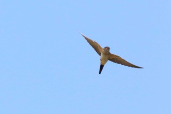 Red-rumped Swallow 滋賀県 Sun, 9/10/2017