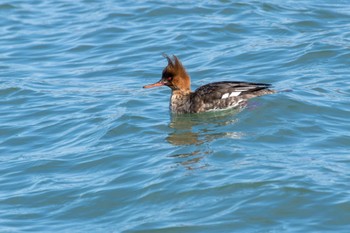 Red-breasted Merganser 曽根干潟(曾根干潟) Wed, 2/22/2023