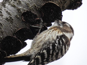 Japanese Pygmy Woodpecker Toyanogata Fri, 2/24/2023