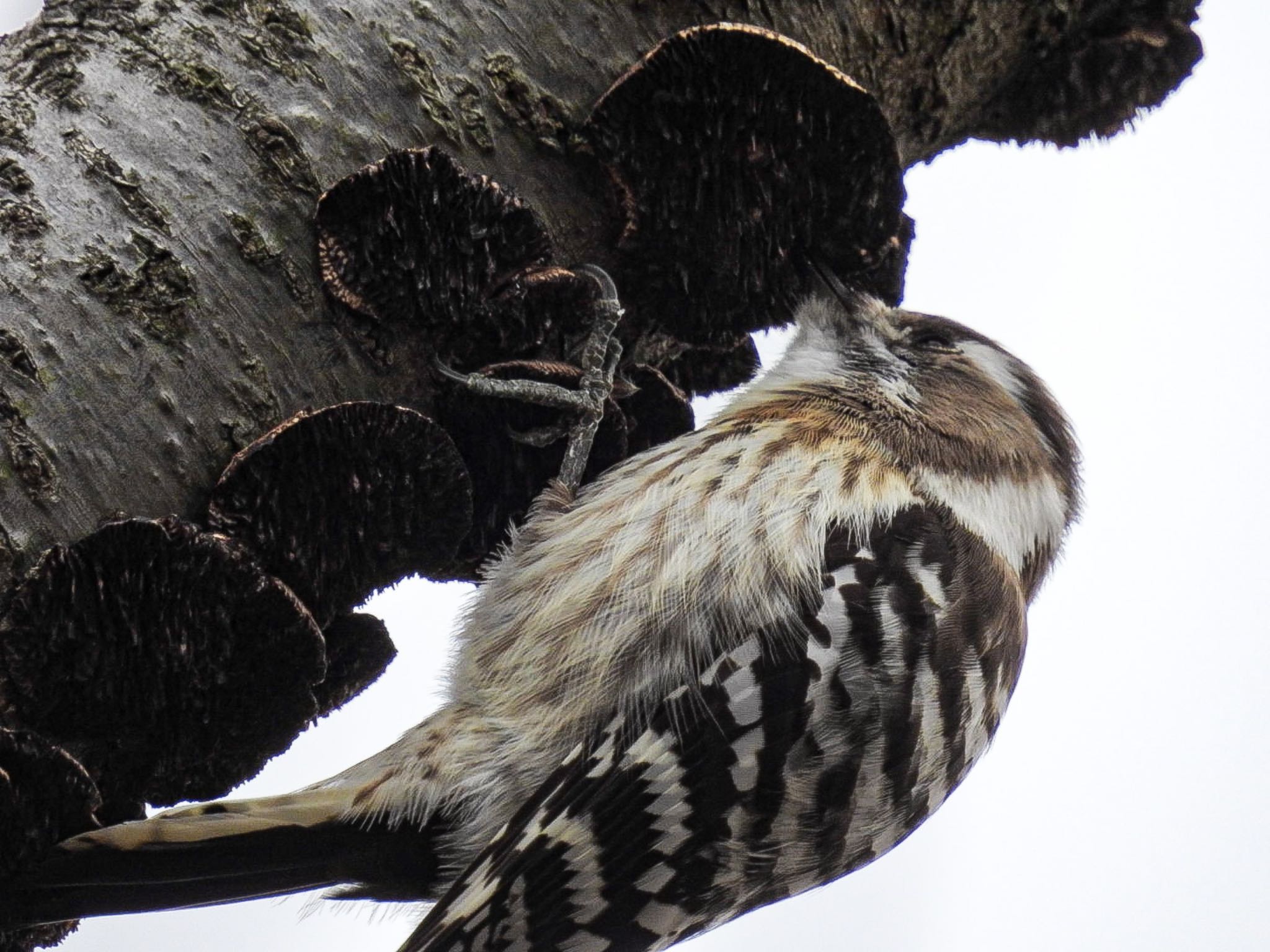 Japanese Pygmy Woodpecker