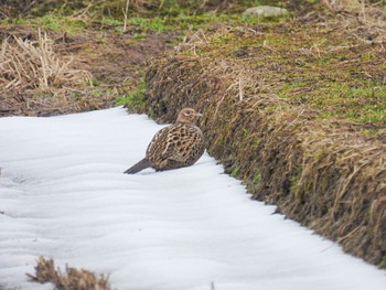 2023年2月24日(金) 福島潟の野鳥観察記録